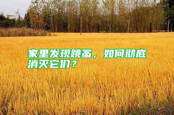 家里發現跳蚤，如何徹底消滅它們？