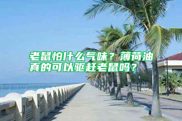 老鼠怕什么氣味？薄荷油真的可以驅趕老鼠嗎？