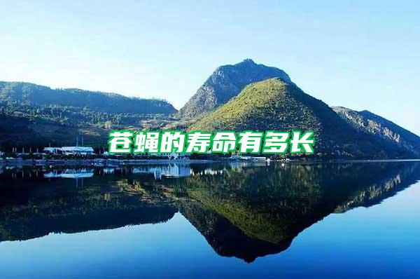 蒼蠅的壽命有多長