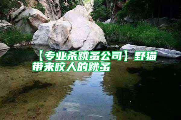 【專業(yè)殺跳蚤公司】野貓帶來咬人的跳蚤