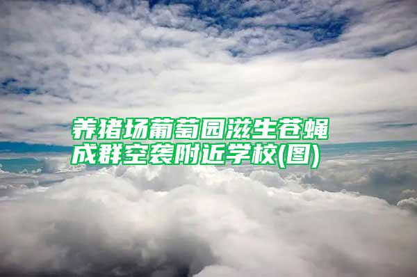 養(yǎng)豬場葡萄園滋生蒼蠅 成群空襲附近學(xué)校(圖)