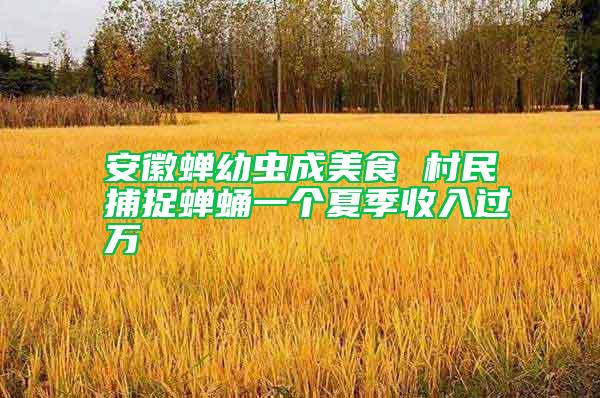 安徽蟬幼蟲成美食 村民捕捉蟬蛹一個夏季收入過萬