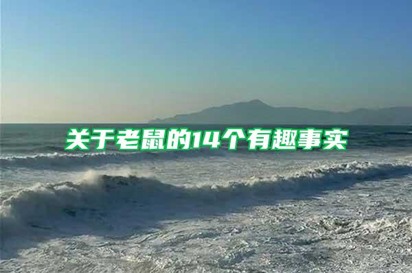 關(guān)于老鼠的14個有趣事實(shí)