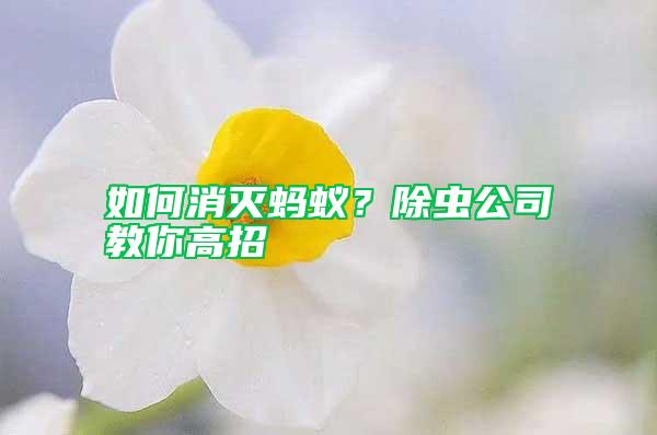 如何消滅螞蟻？除蟲公司教你高招