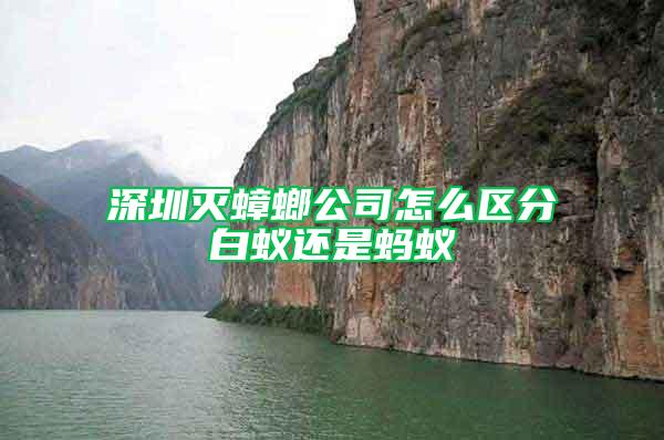 深圳滅蟑螂公司怎么區分白蟻還是螞蟻