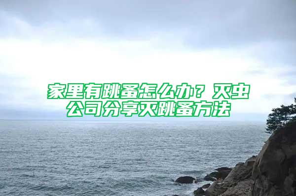 家里有跳蚤怎么辦？滅蟲公司分享滅跳蚤方法