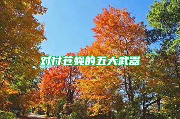 對付蒼蠅的五大武器
