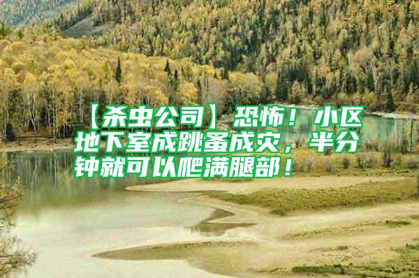 【殺蟲公司】恐怖！小區地下室成跳蚤成災，半分鐘就可以爬滿腿部！