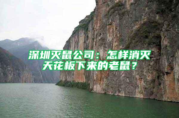 深圳滅鼠公司：怎樣消滅天花板下來(lái)的老鼠？