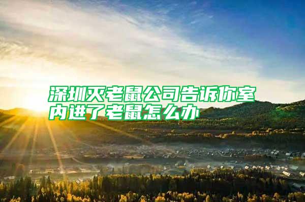深圳滅老鼠公司告訴你室內進了老鼠怎么辦