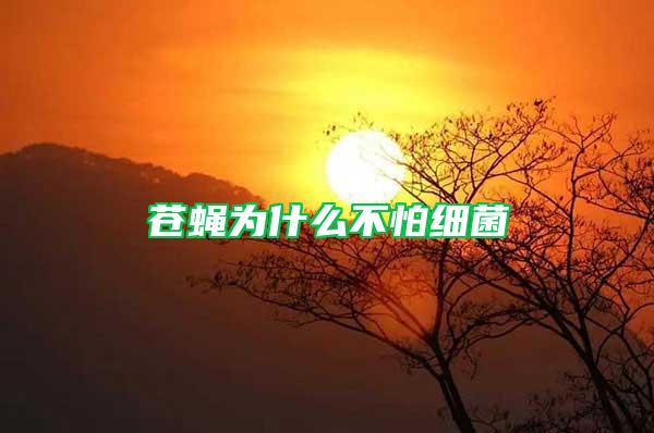 蒼蠅為什么不怕細菌
