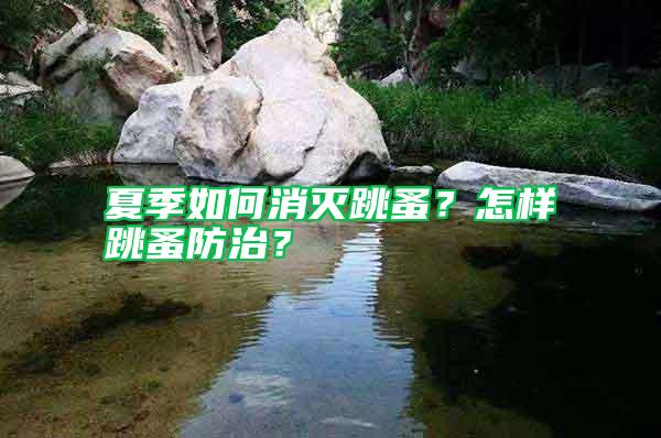 夏季如何消滅跳蚤？怎樣跳蚤防治？