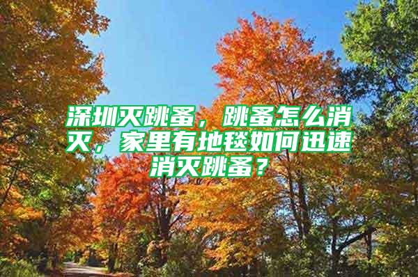 深圳滅跳蚤，跳蚤怎么消滅，家里有地毯如何迅速消滅跳蚤？