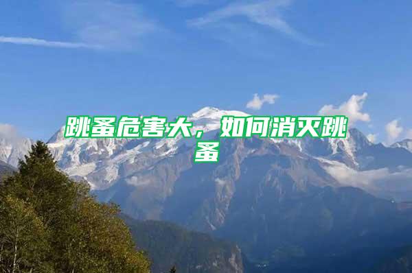 跳蚤危害大，如何消滅跳蚤
