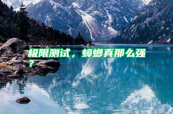 極限測試，蟑螂真那么強？