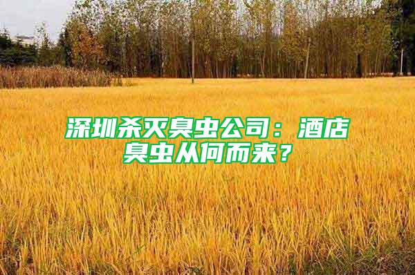 深圳殺滅臭蟲公司：酒店臭蟲從何而來？