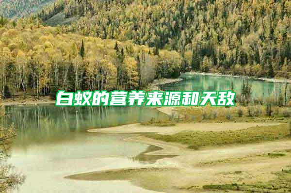 白蟻的營養來源和天敵