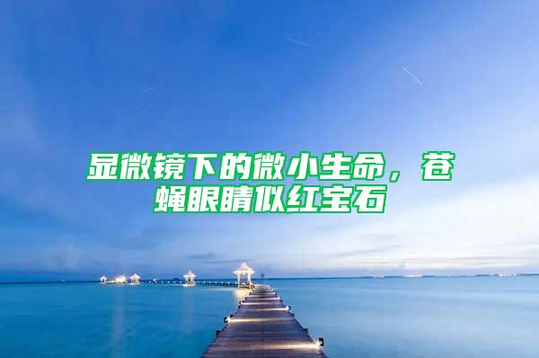 顯微鏡下的微小生命，蒼蠅眼睛似紅寶石