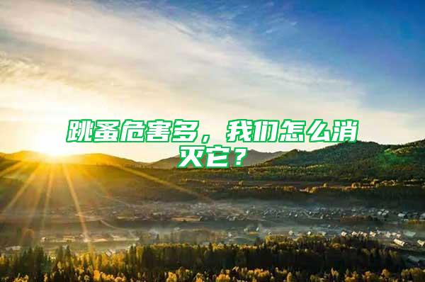 跳蚤危害多，我們怎么消滅它？