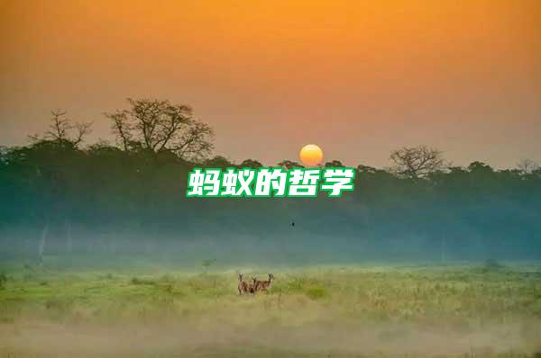 螞蟻的哲學