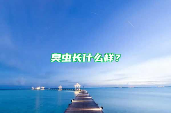 臭蟲(chóng)長(zhǎng)什么樣？