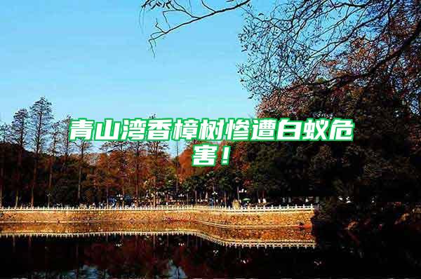 青山灣香樟樹(shù)慘遭白蟻危害！