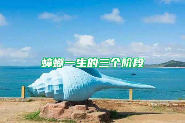 蟑螂一生的三個階段