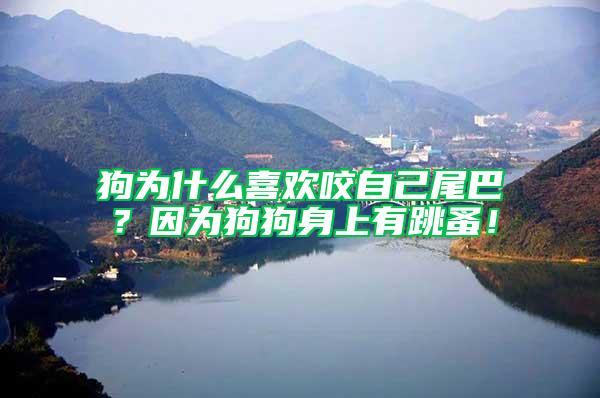 狗為什么喜歡咬自己尾巴？因為狗狗身上有跳蚤！