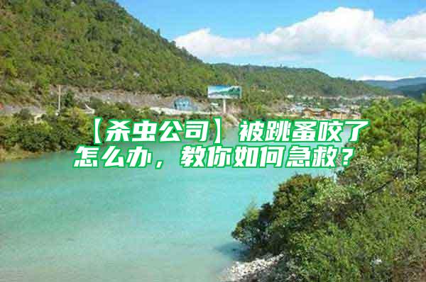 【殺蟲公司】被跳蚤咬了怎么辦，教你如何急救？