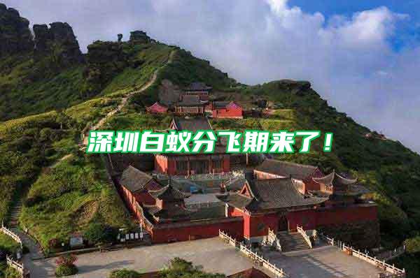 深圳白蟻分飛期來了！