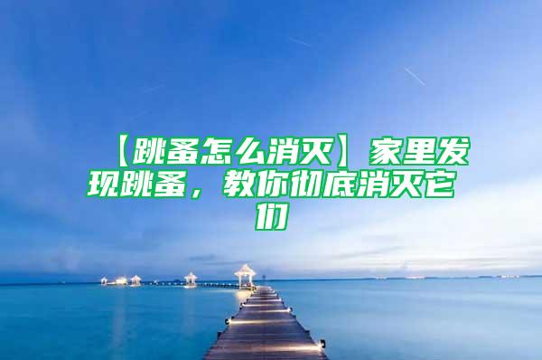 【跳蚤怎么消滅】家里發現跳蚤，教你徹底消滅它們