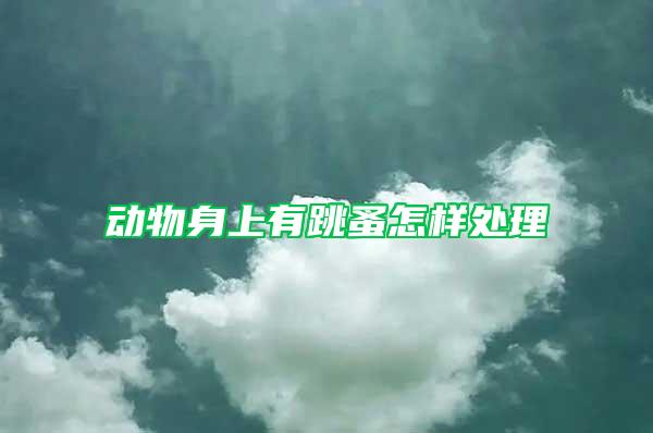 動物身上有跳蚤怎樣處理
