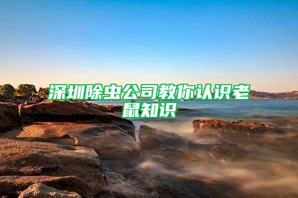 深圳除蟲公司教你認識老鼠知識