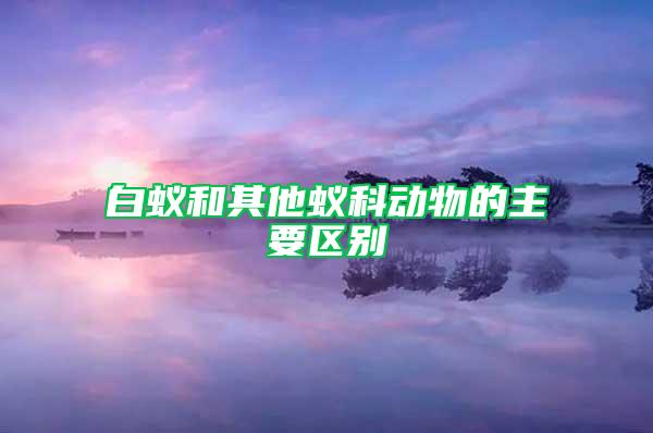 白蟻和其他蟻科動(dòng)物的主要區(qū)別