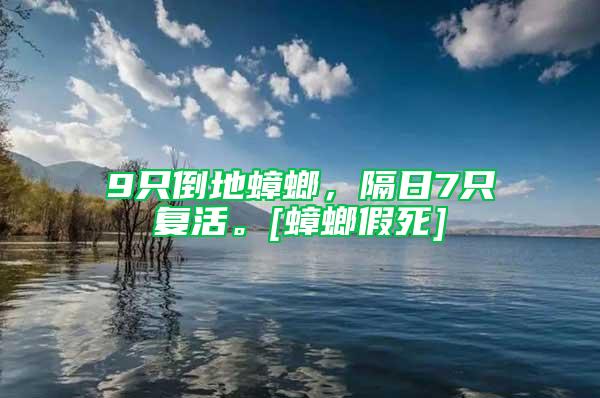 9只倒地蟑螂，隔日7只復(fù)活。[蟑螂假死]