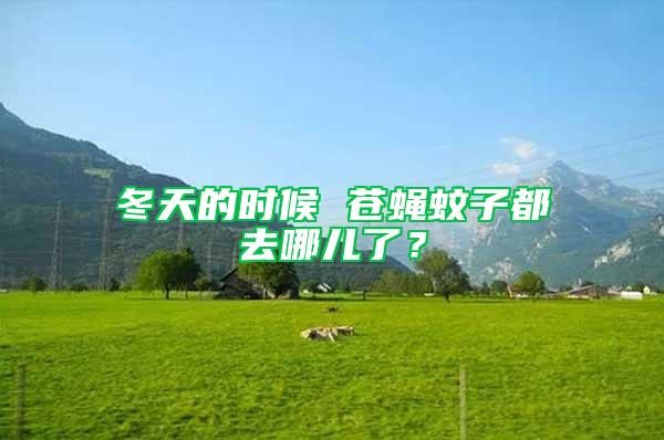 冬天的時候 蒼蠅蚊子都去哪兒了？