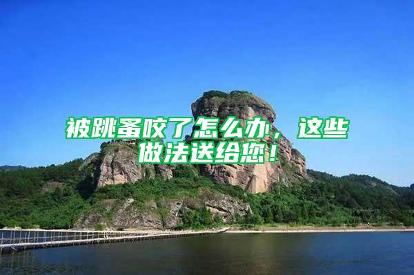 被跳蚤咬了怎么辦，這些做法送給您！