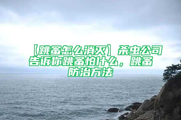 【跳蚤怎么消滅】殺蟲公司告訴你跳蚤怕什么，跳蚤防治方法
