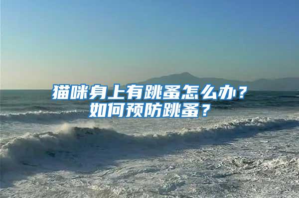 貓咪身上有跳蚤怎么辦？如何預(yù)防跳蚤？