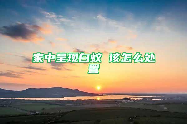 家中呈現白蟻 該怎么處置
