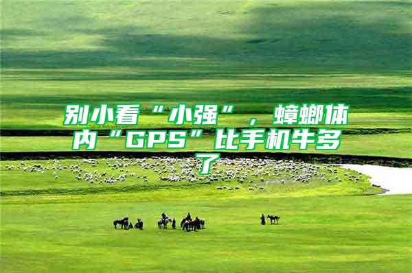 別小看“小強”，蟑螂體內“GPS”比手機牛多了