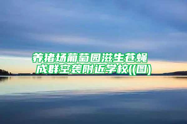養(yǎng)豬場葡萄園滋生蒼蠅 成群空襲附近學校((圖)