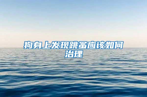 狗身上發現跳蚤應該如何治理
