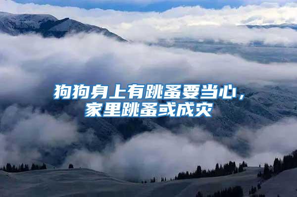 狗狗身上有跳蚤要當心，家里跳蚤或成災