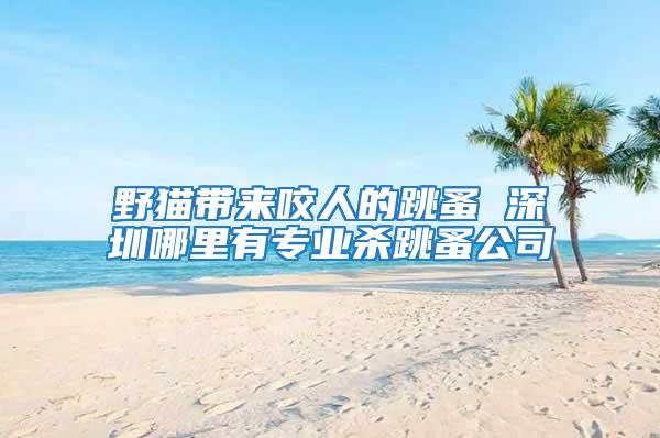 野貓帶來咬人的跳蚤 深圳哪里有專業殺跳蚤公司