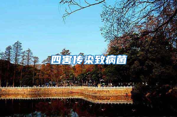 四害傳染致病菌