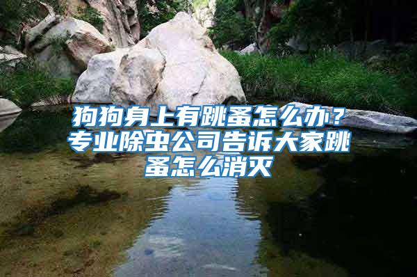 狗狗身上有跳蚤怎么辦？專(zhuān)業(yè)除蟲(chóng)公司告訴大家跳蚤怎么消滅