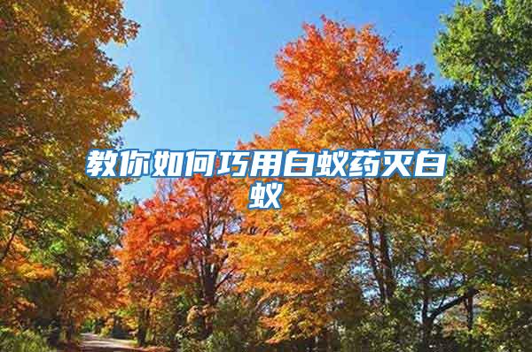教你如何巧用白蟻藥滅白蟻