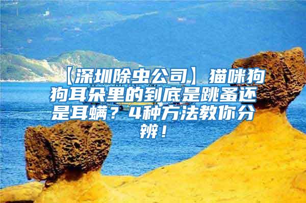【深圳除蟲公司】貓咪狗狗耳朵里的到底是跳蚤還是耳螨？4種方法教你分辨！