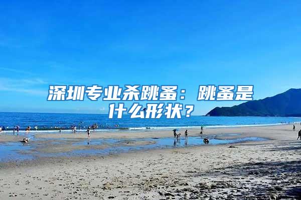 深圳專業(yè)殺跳蚤：跳蚤是什么形狀？